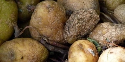 Da li je moguće saditi smrznuti krompir